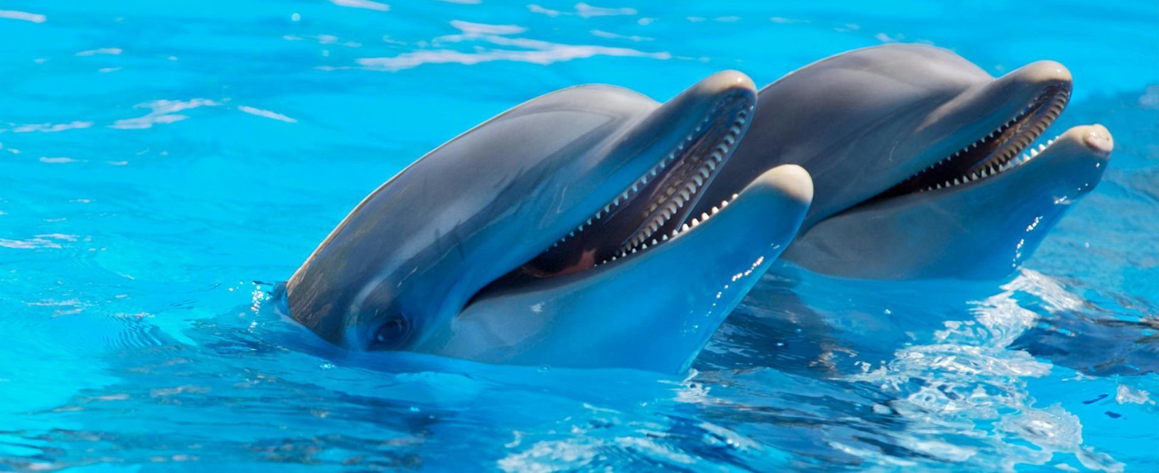 پارک دلفین‌های دبی (Dubai Dolphinarium) 